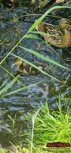 Entenfamilie1.jpg